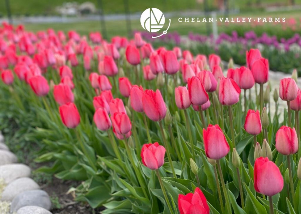 Growing Tulips Chelan Valley Farms