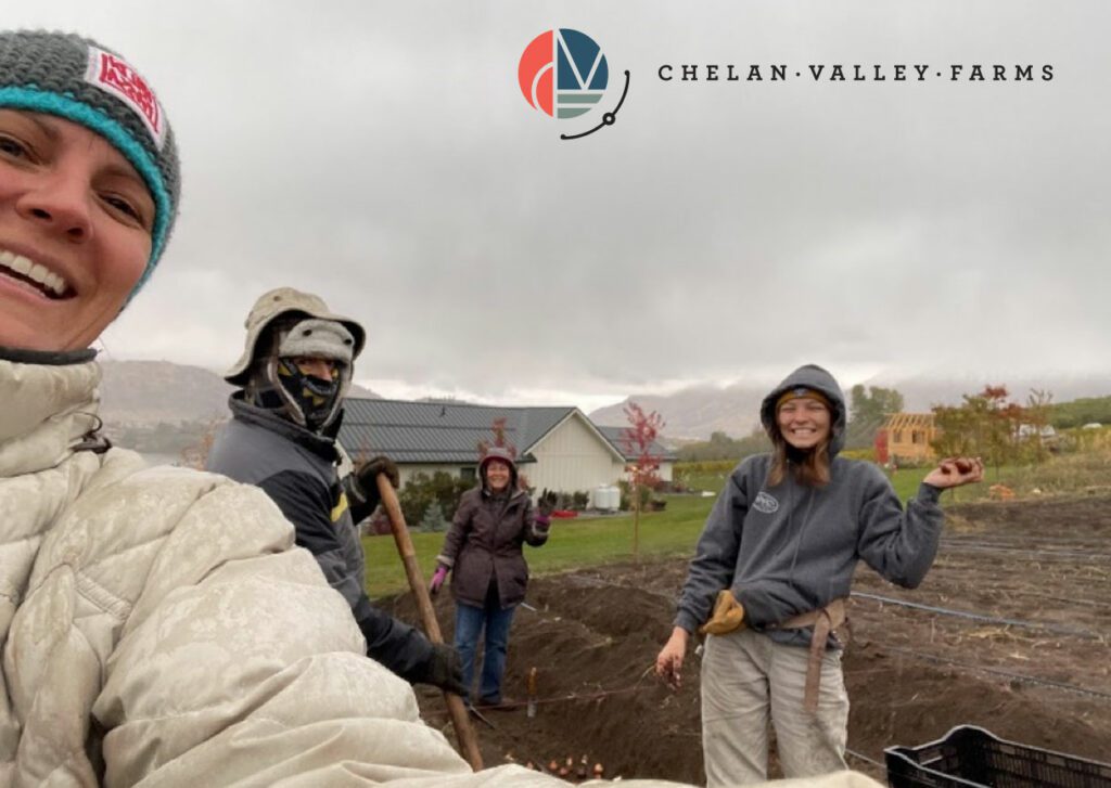 Planting Tulips Chelan Valley Farms Manson WA