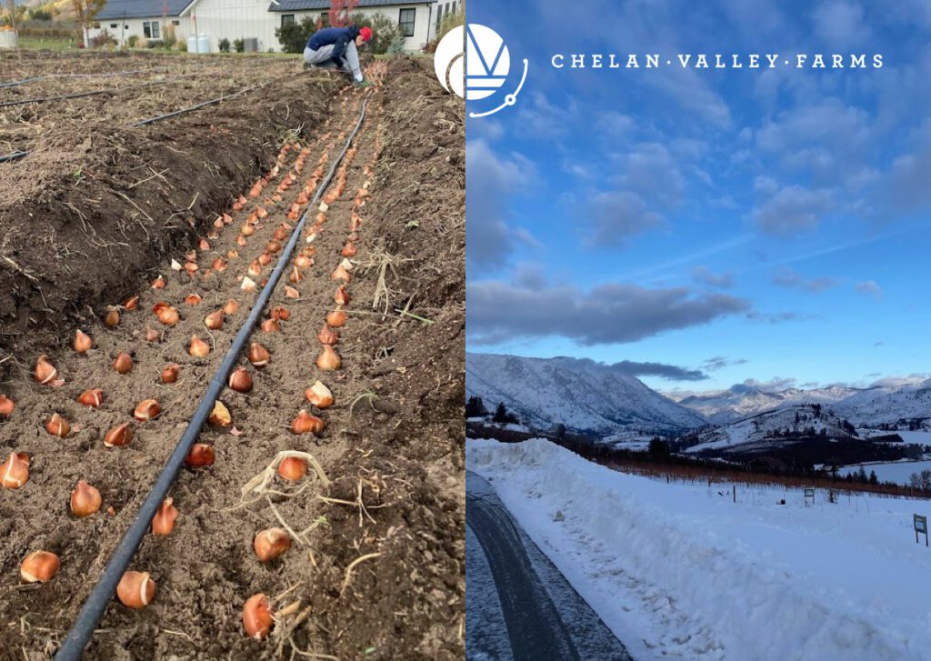 Planting Rows of Tulips on Chelan Valley Farms