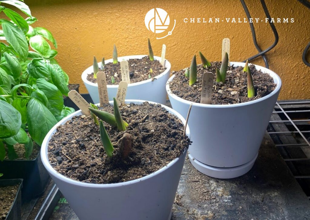 Forced Tulips in Pots at Chelan Valley Farms