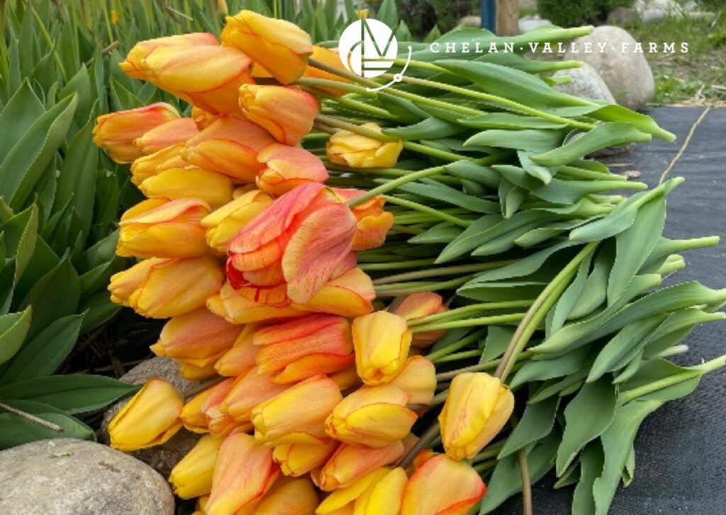 Cut Tulip Blooms & Storing Tulip Bulbs on Chelan Valley Farms