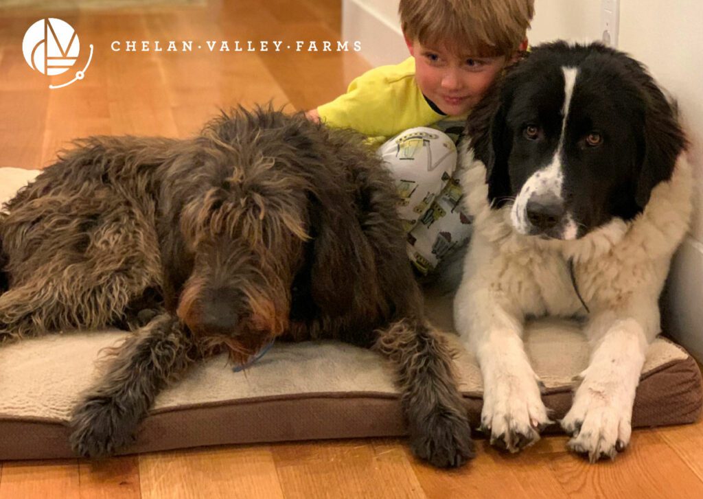 Chelan Valley Farms Livestock Dogs