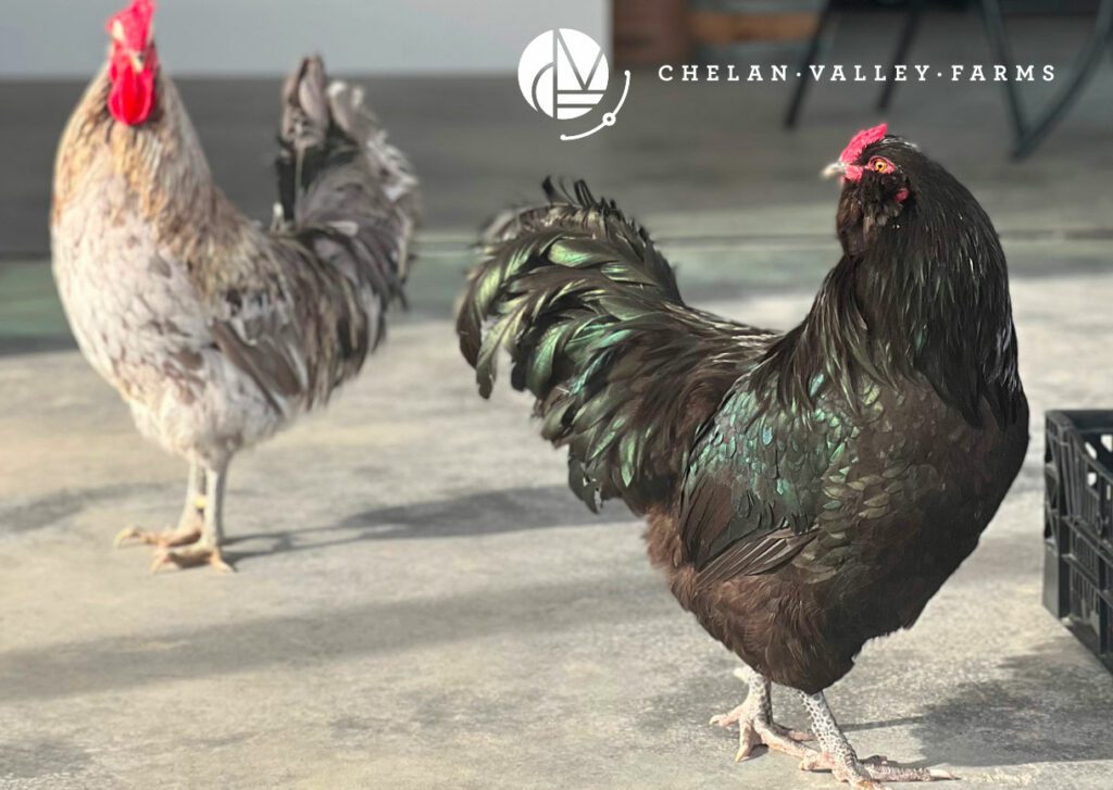 Chelan Valley Farms Roosters in Manson WA