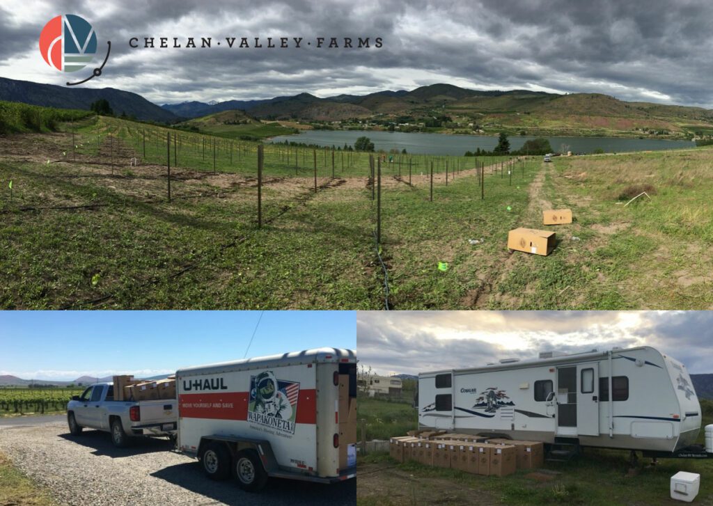 Chardonnay and Sauvignon Grape Vines Chelan Valley Farms