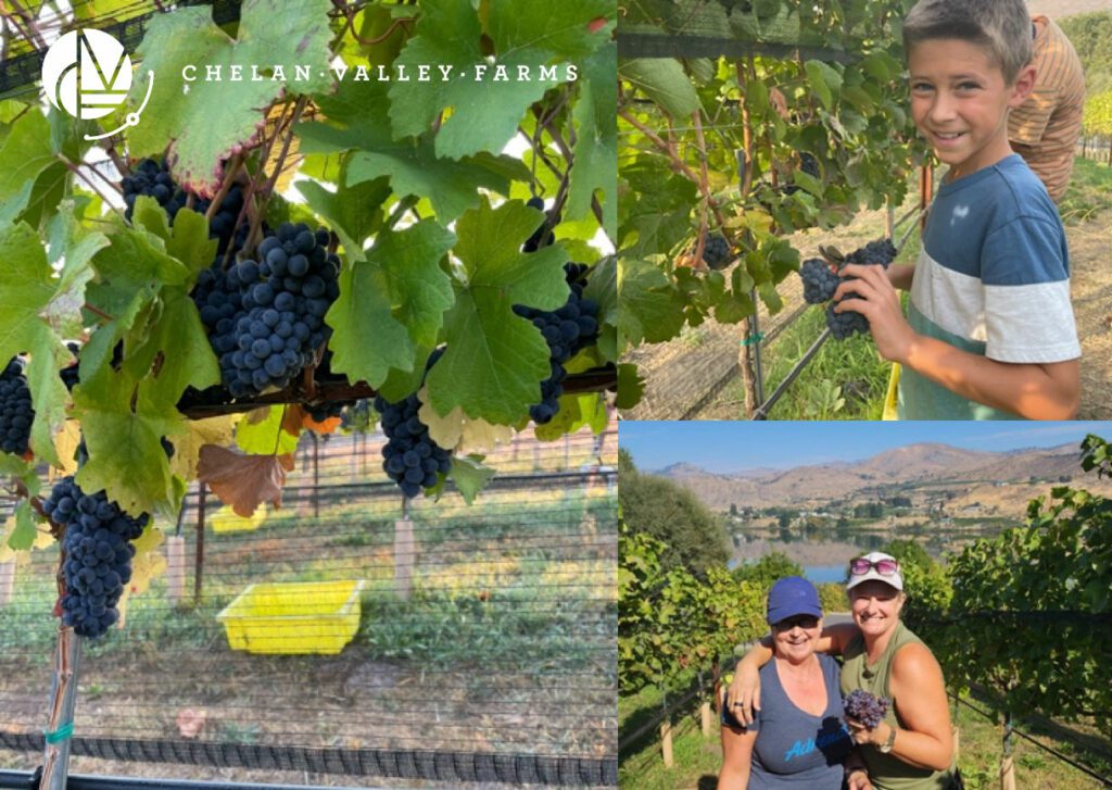 PINOT NOIR at Chelan Valley Farms