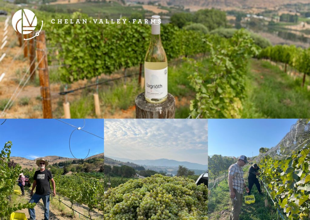 CHARDONNAY Grapes at Chelan Valley Farms