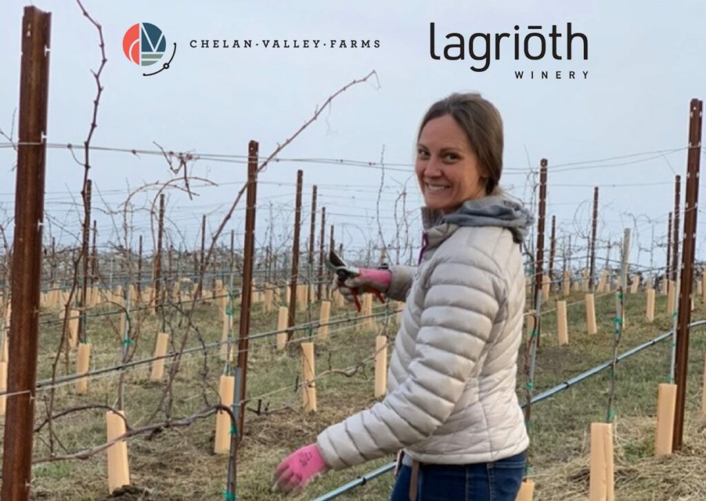 Jeana pruning Pinot Noir grape vines at Chelan Valley Farms