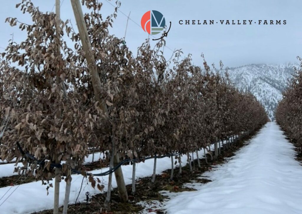 Our modern planting of Cosmic Crisp®. Planted 3’ x 11’ on Chelan Valley Farms