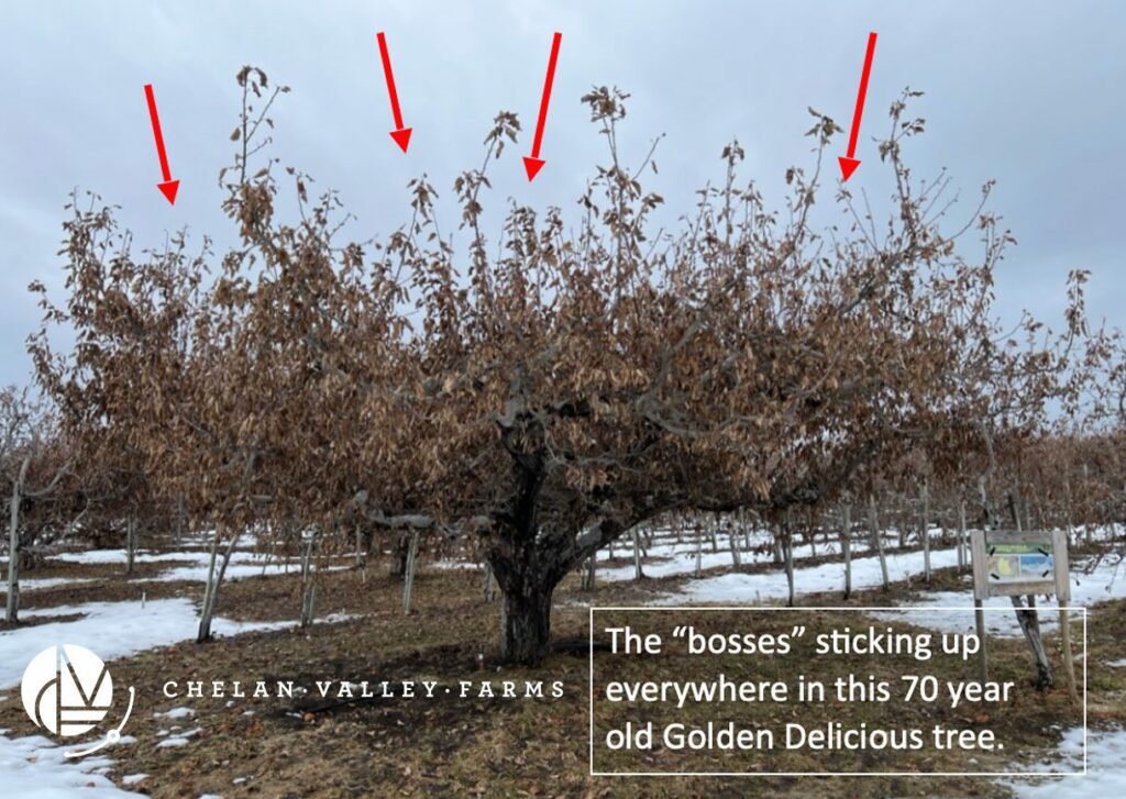 Our 70 year old Golden Delicious trees on Chelan Valley Farms