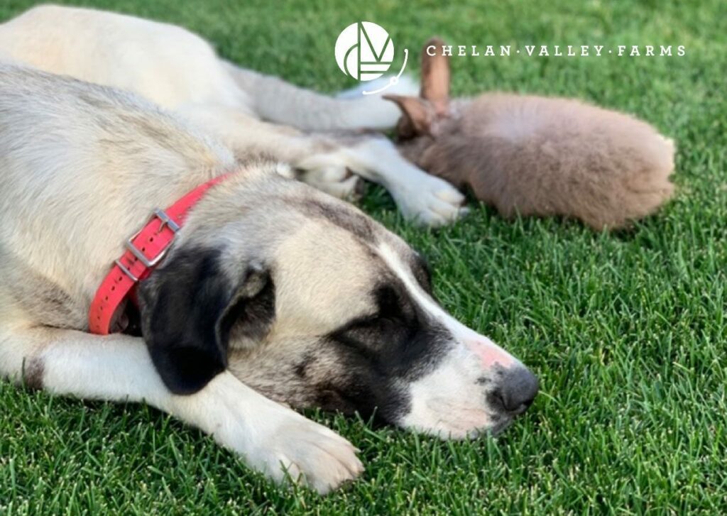 Angel keeping an eye on one of the rabbits on Chelan Valley Farms