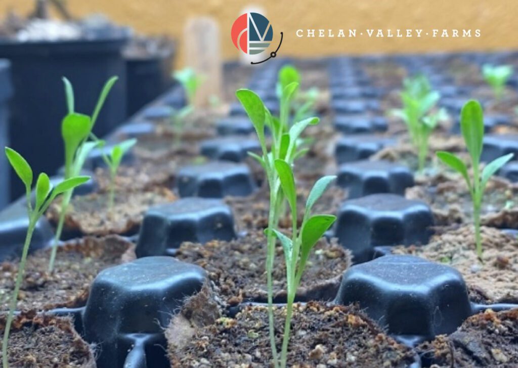 Snapdragon Seedlings growing at Chelan Valley Farms in Manson WA