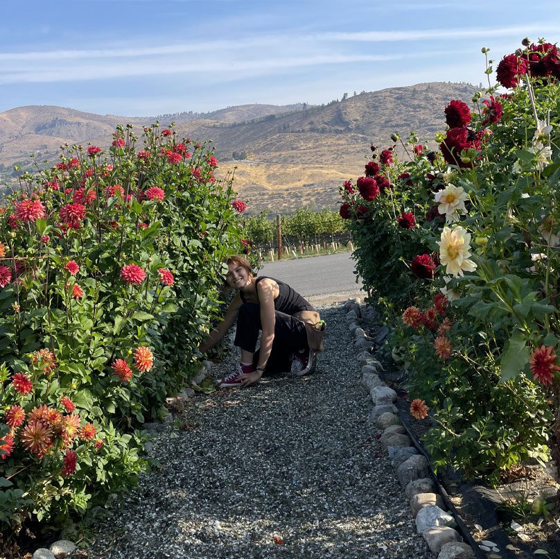 Dahlia Tubers 2023 at Chelan Valley Farms