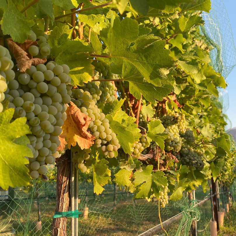 Wine Grapes at Chelan Valley Farms