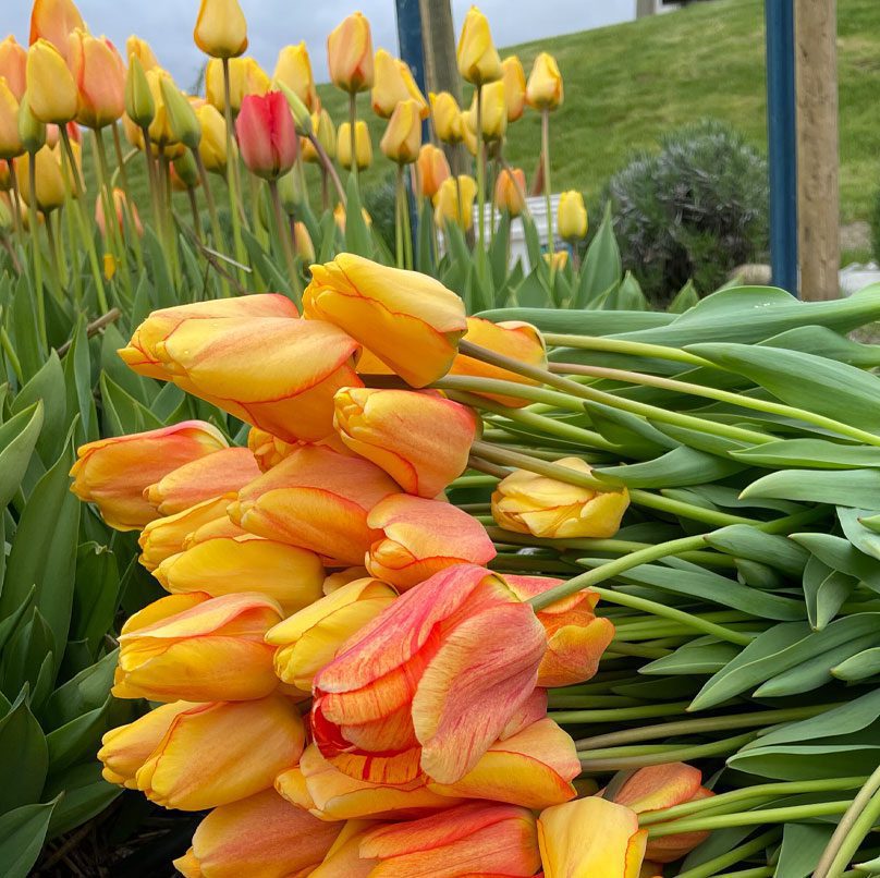 Tulips for Valentines Day Chelan Manson