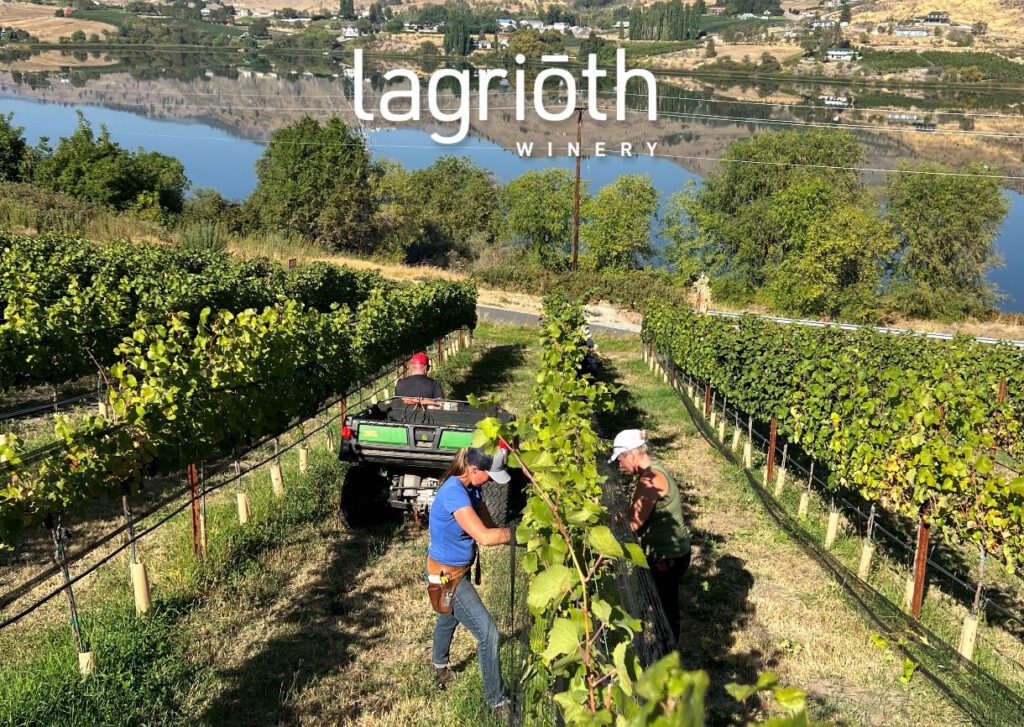 Bringing in the 2022 Estate Pinot Noir at Chelan Valley Farms in Manson WA