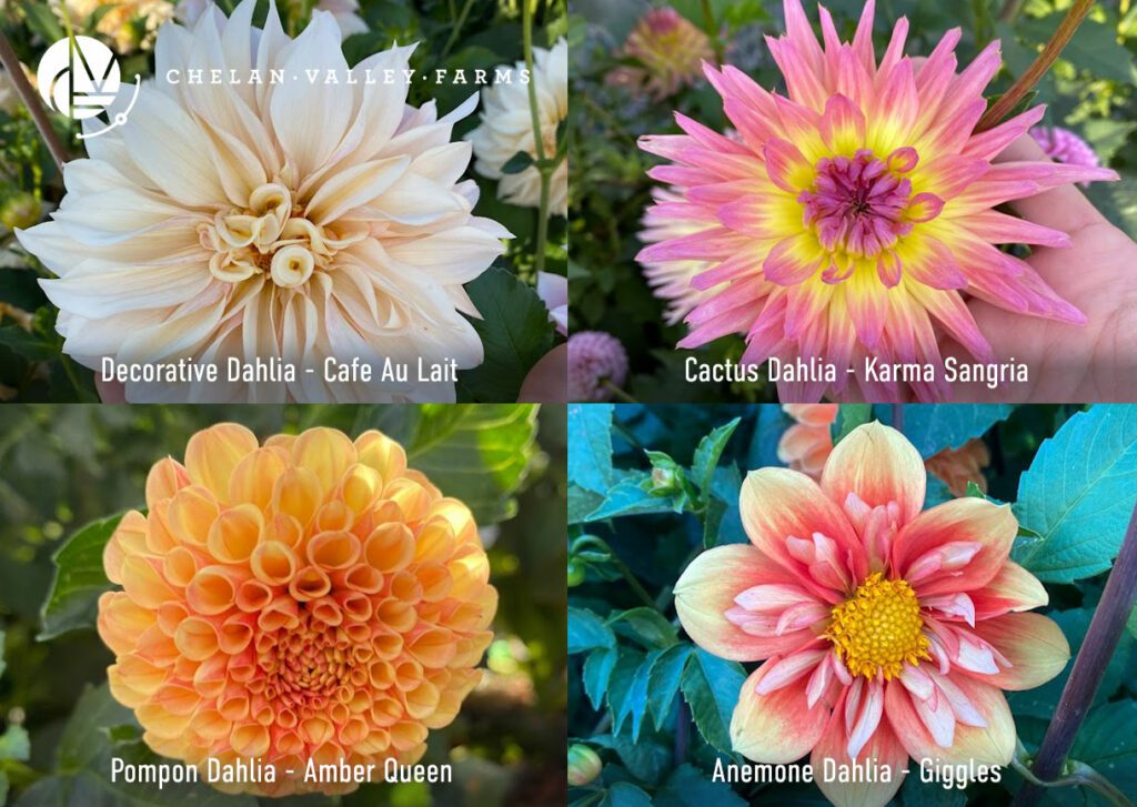 Popular types of Dahlias from Chelan Valley Farms in Manson WA