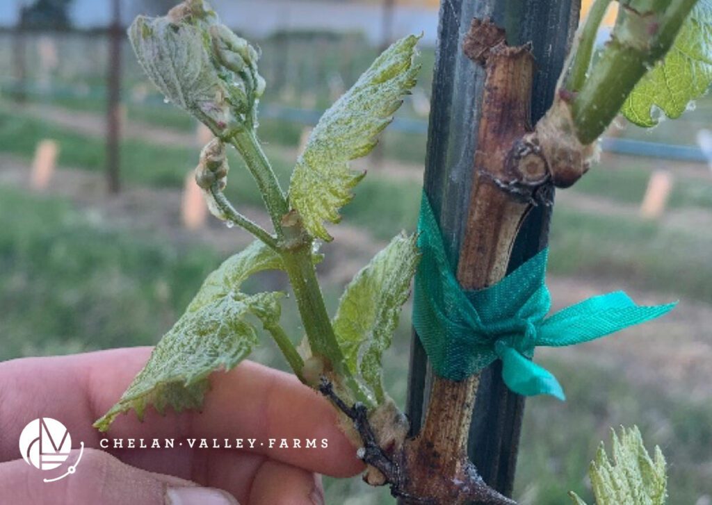 Bud Break on the Farm Chelan Valley Farms