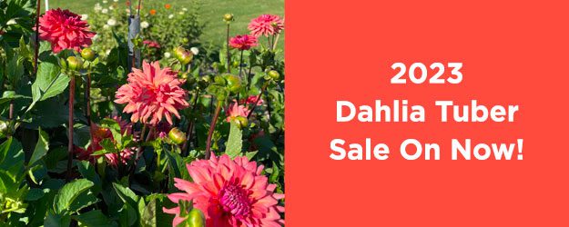 2023 Dahlia Tuber Sale at Chelan Valley Farms