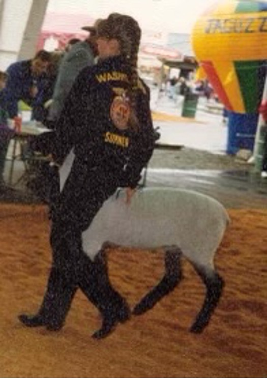 Jeana showing her sheep at the Puyallup Fair – 1998. Valentine's love story.