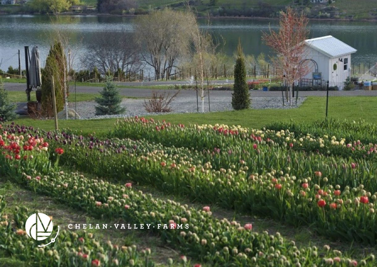 U-Pick Flowers at Chelan Valley Farms