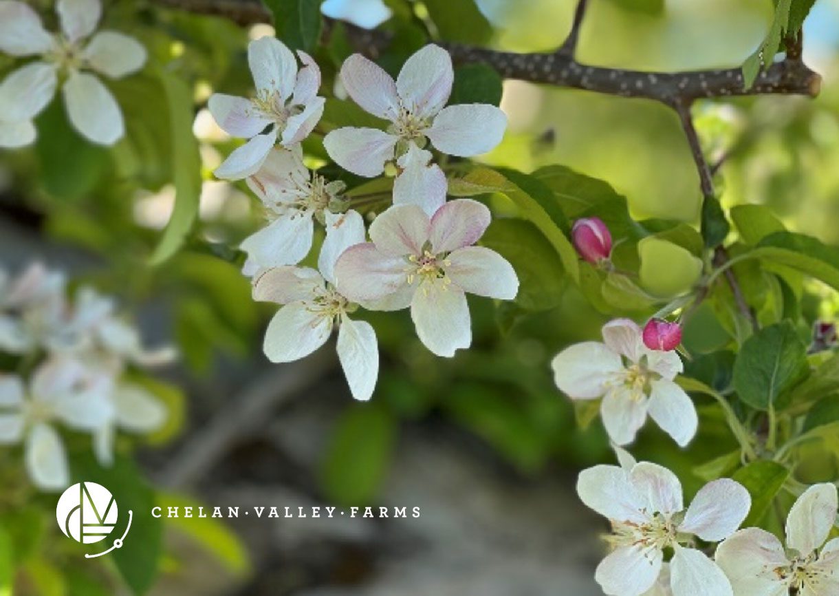 Apple Blossom Photo at Chelan Valley Farms