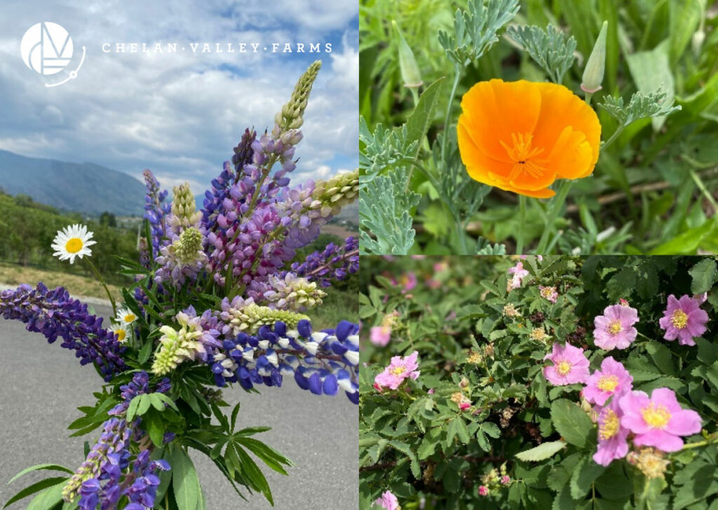 Pollinator Garden Flowers on Chelan Valley Farms