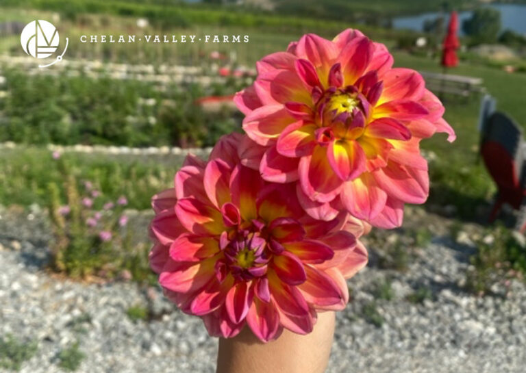 Events Chelan Valley Farms