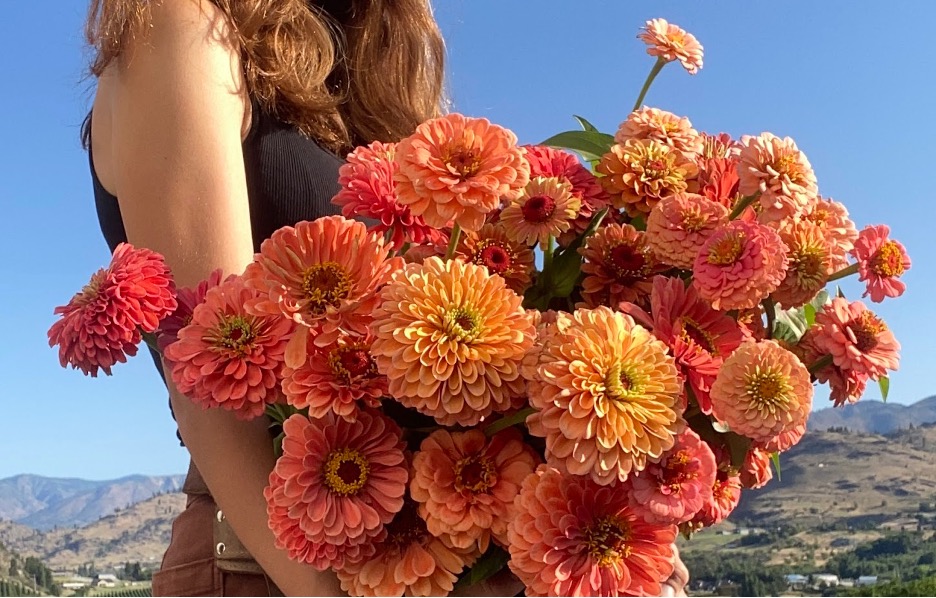 A beautiful bundle of freshly cut zinnias. One of our favorite long lasting flowers.