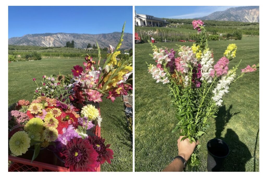 A morning flower harvest and some of our favorite snap dragons.