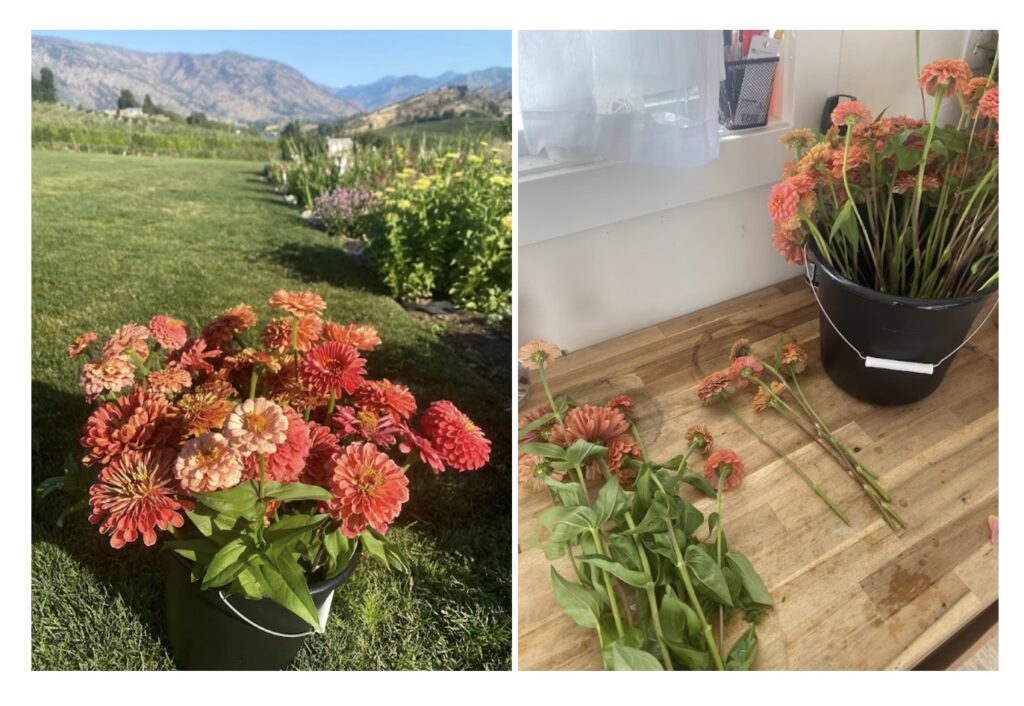 Zinnia harvest and an example of leaves being removed from the stems.