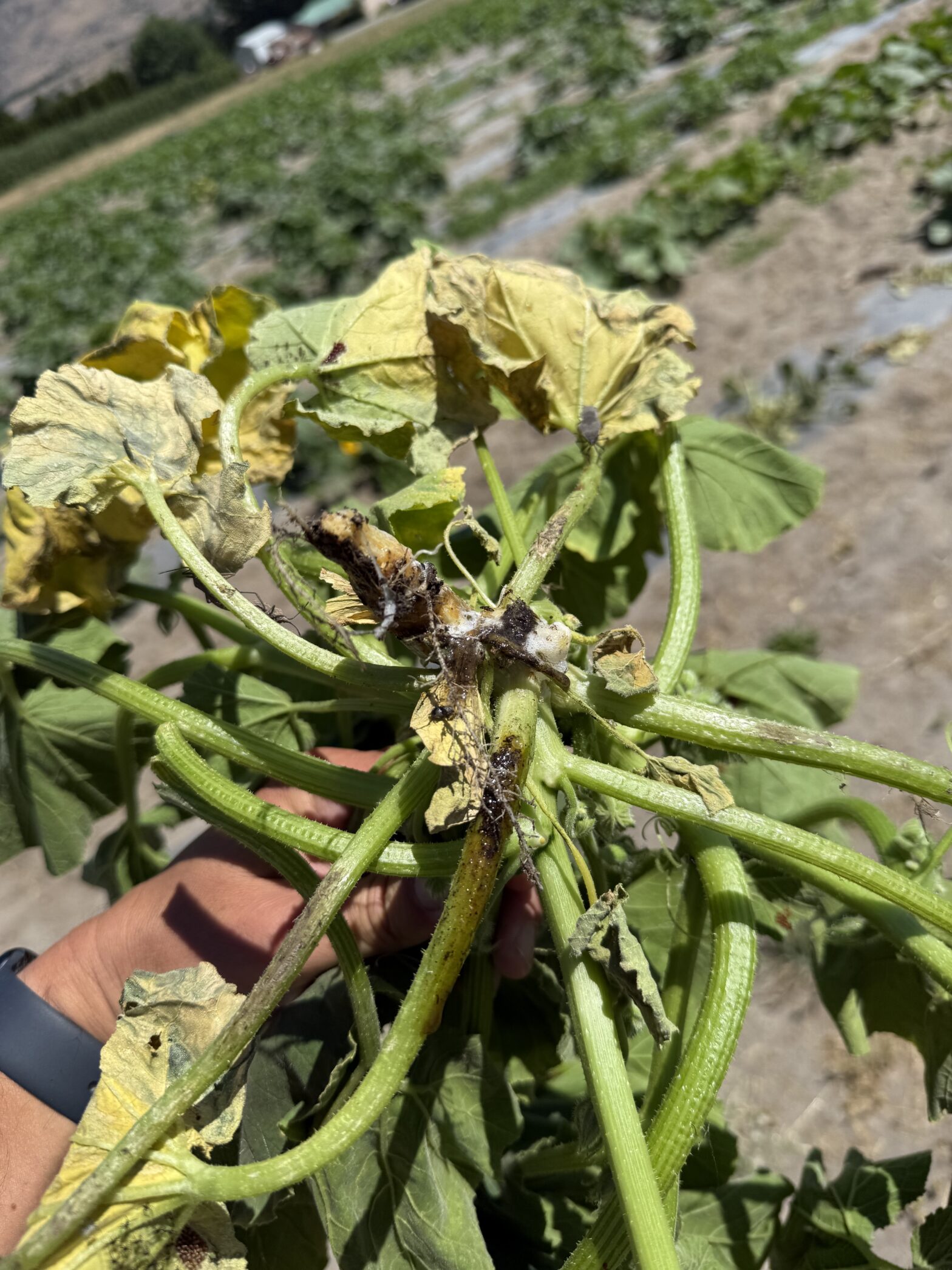 Triage of pumpkin's dying: Water, Sunlight, Nutrition... if not those, then potentially a pest - like gummy stem blight.