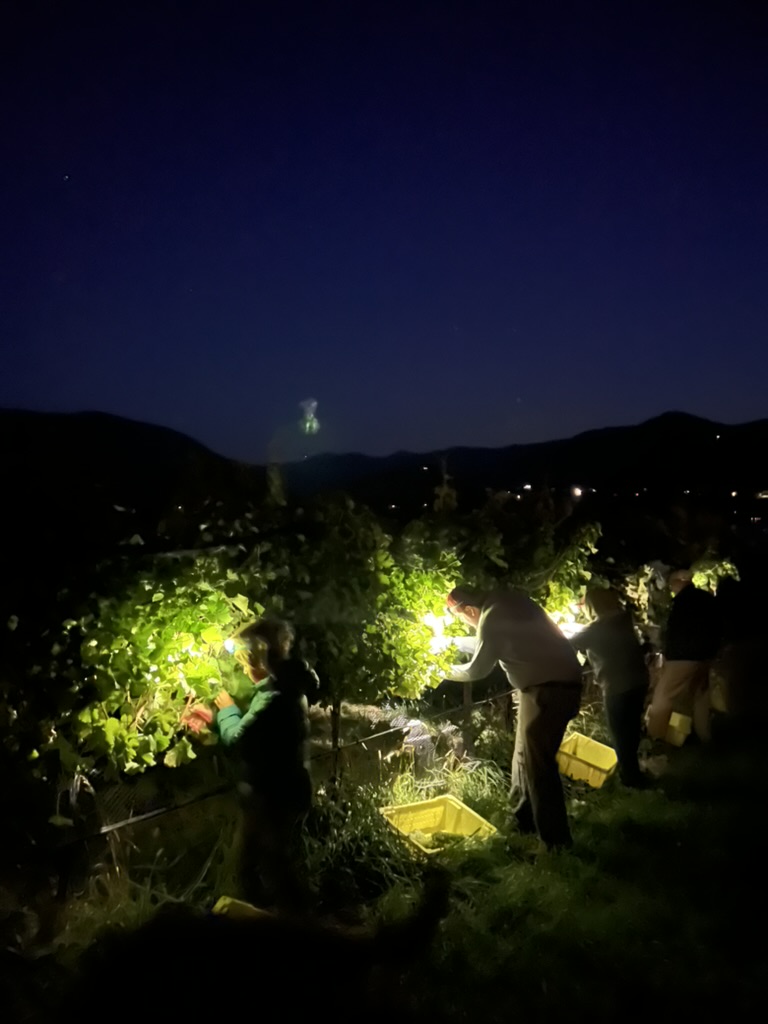 We like an early morning "alpine" start. Not only does it help harvest timing, it's nice and cool.