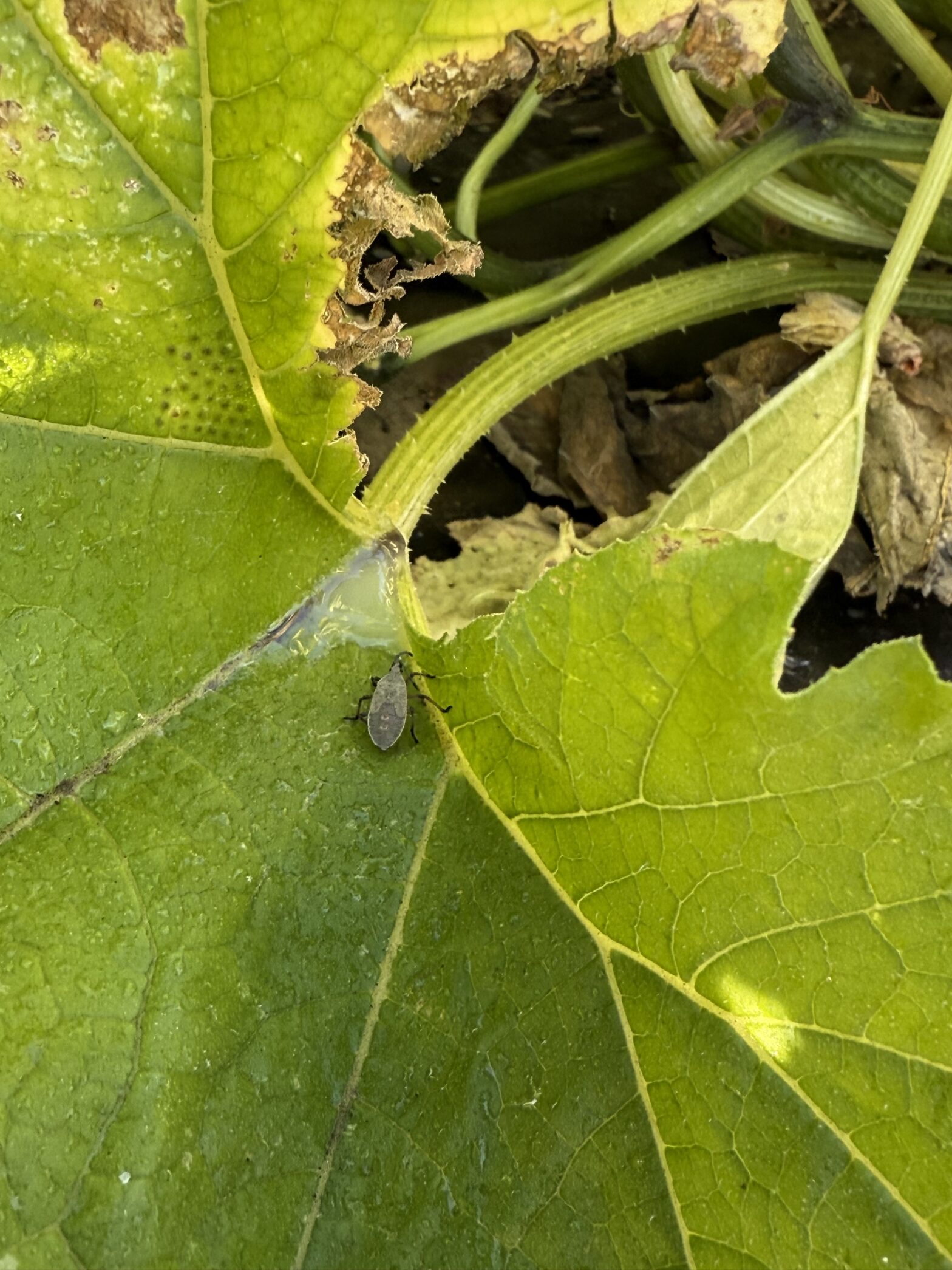 Squash beetle are a formidable pest in cucurbits (pumpkins, cucumber, etc.).