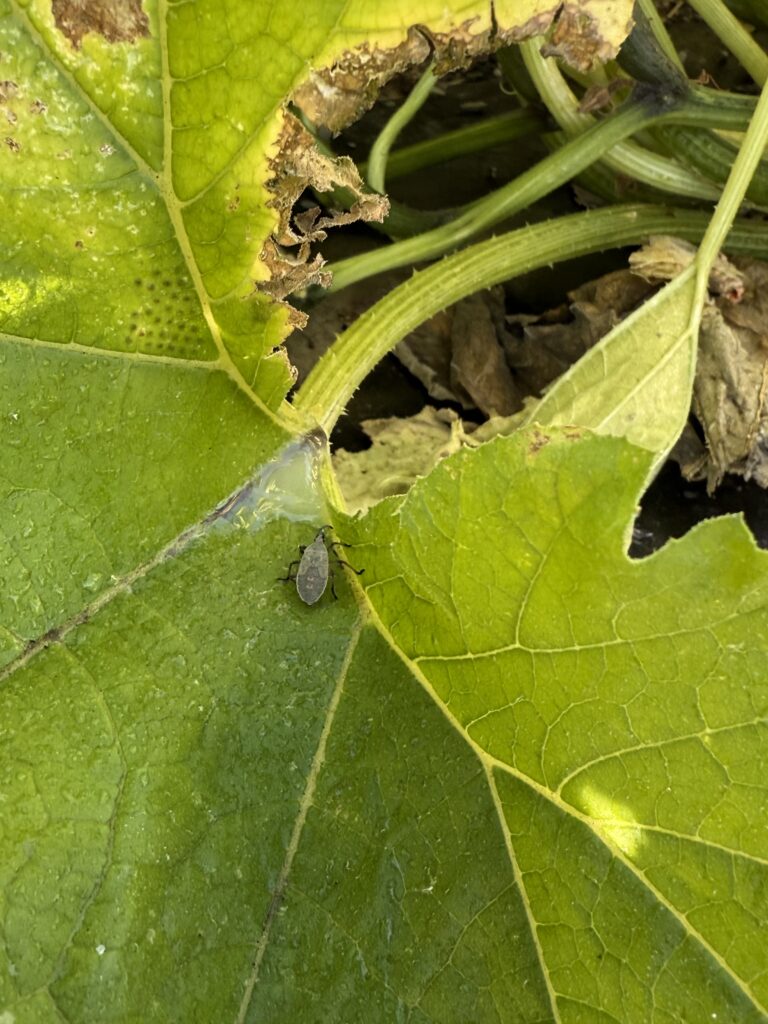 Squash beetle are a formidable pest in cucurbits (pumpkins, cucumber, etc.).