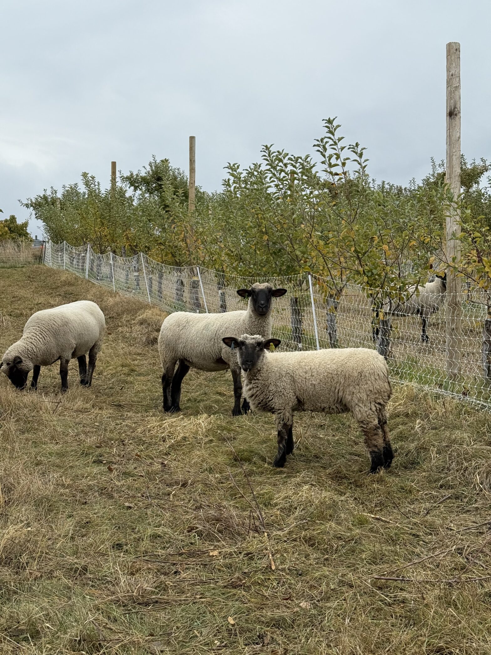 The Secret Sheep Revealed. Yellow and Blue Eartags. A beautiful Southdown cross.