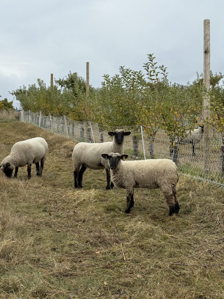 The Secret Sheep Revealed. Yellow and Blue Eartags. A beautiful Southdown cross.
