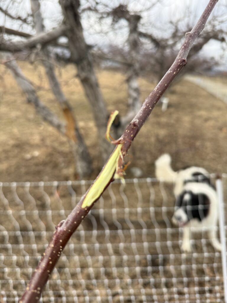 Underneath the bark, bright yellow green - the tree's are full of life in the midst of winter.