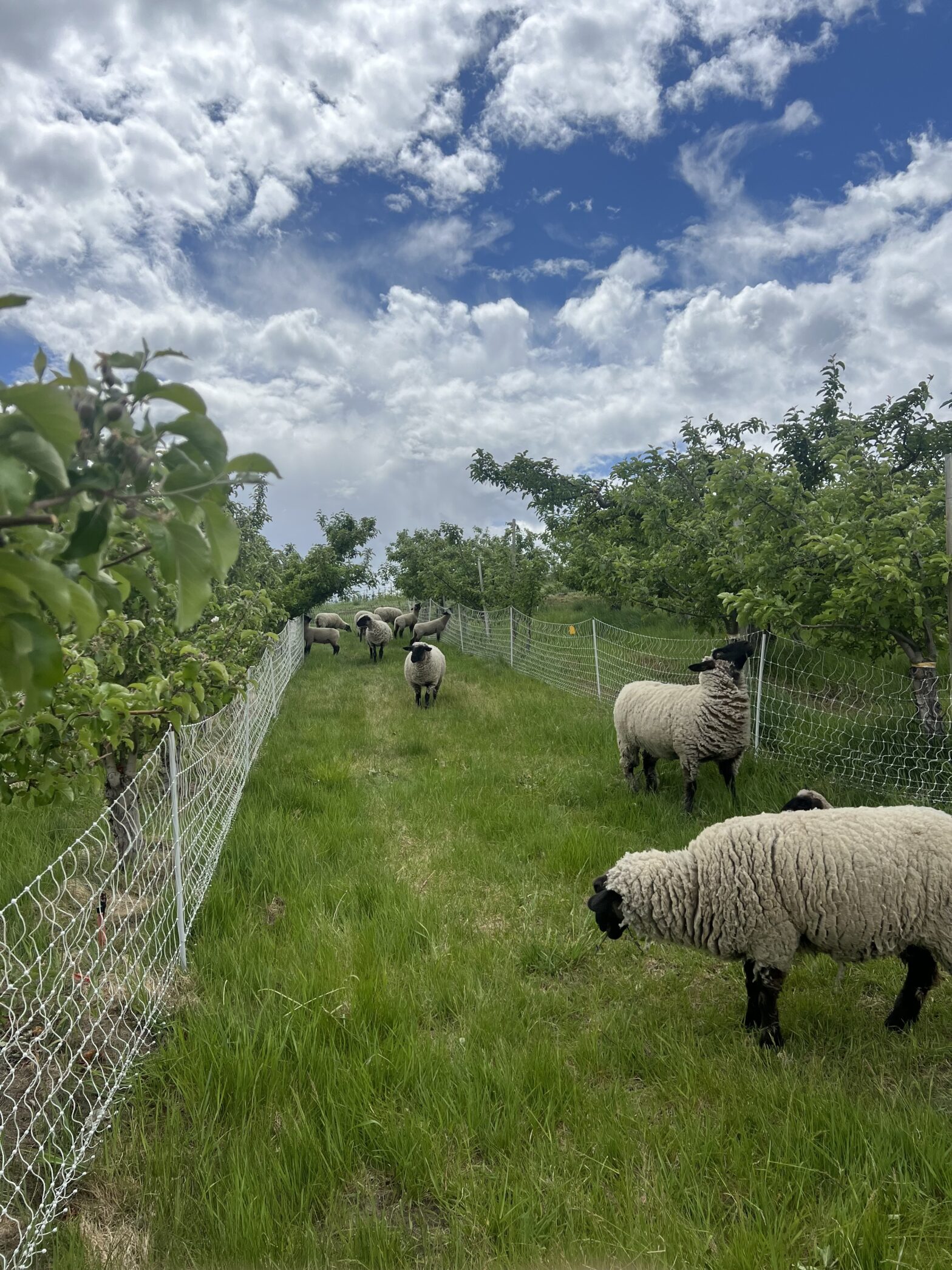 We're excited about what we're learning - grazing our sheep regeneratively.