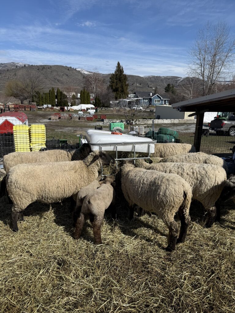 Momma ewe sheep and baby lamb eating at the hay feeder.