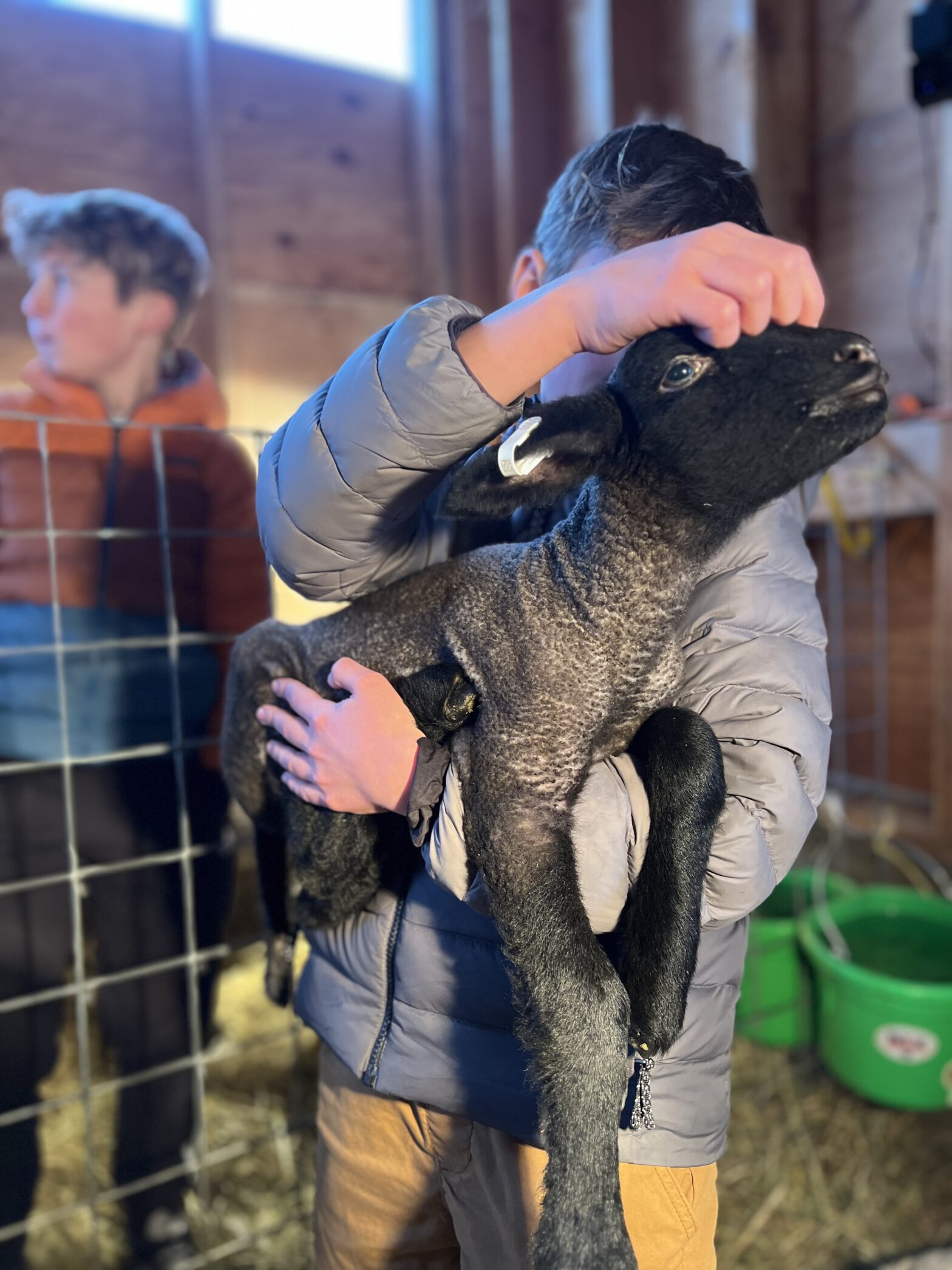 Our oldest son Carston holding one of our young lambs in the barn at Chelan Valley Farms