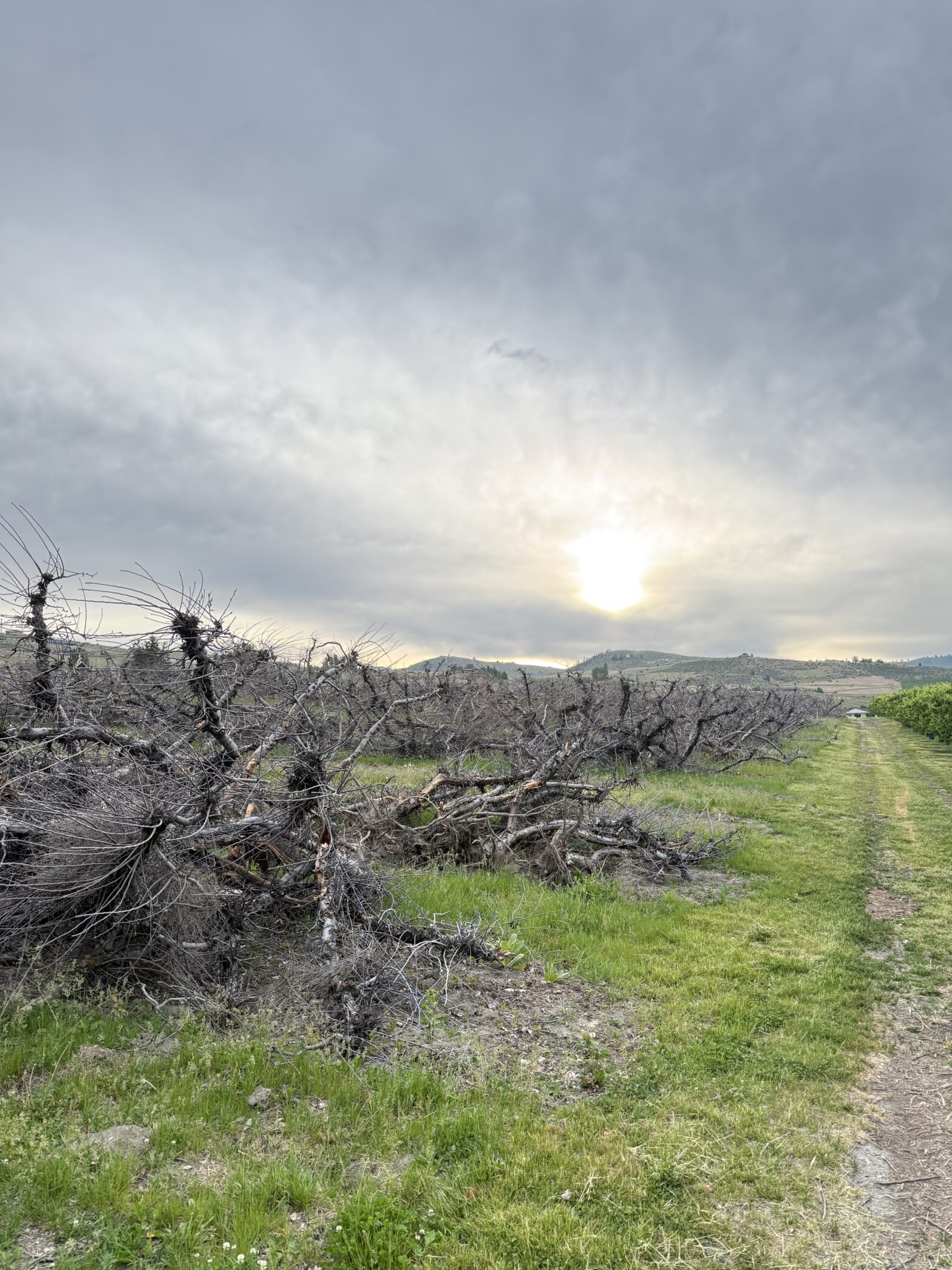 A first-generation farmer's view of a 20-acre orchard pulled and laying on its side, Lake Chelan Valley