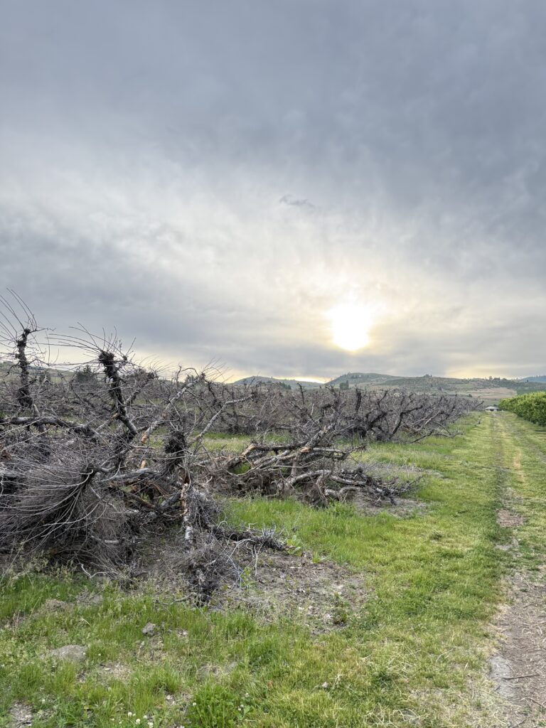 A first-generation farmer's view of a 20-acre orchard pulled and laying on its side, Lake Chelan Valley