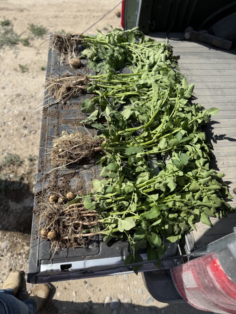 Five potato plants laid out on a pickup tailgate with roots and tubers still attached, dirt scattered, in an Eastern Idaho field. Potatoes, corn and Kramer.