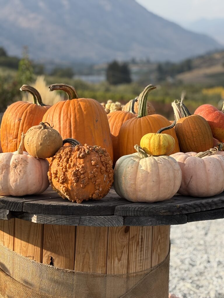 Specialty pumpkins including Porcelain Doll, blue and warty varieties displayed on a wooden spool table at Chelan Valley Farms in Manson, WA